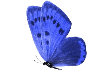 توضیحات تصویر