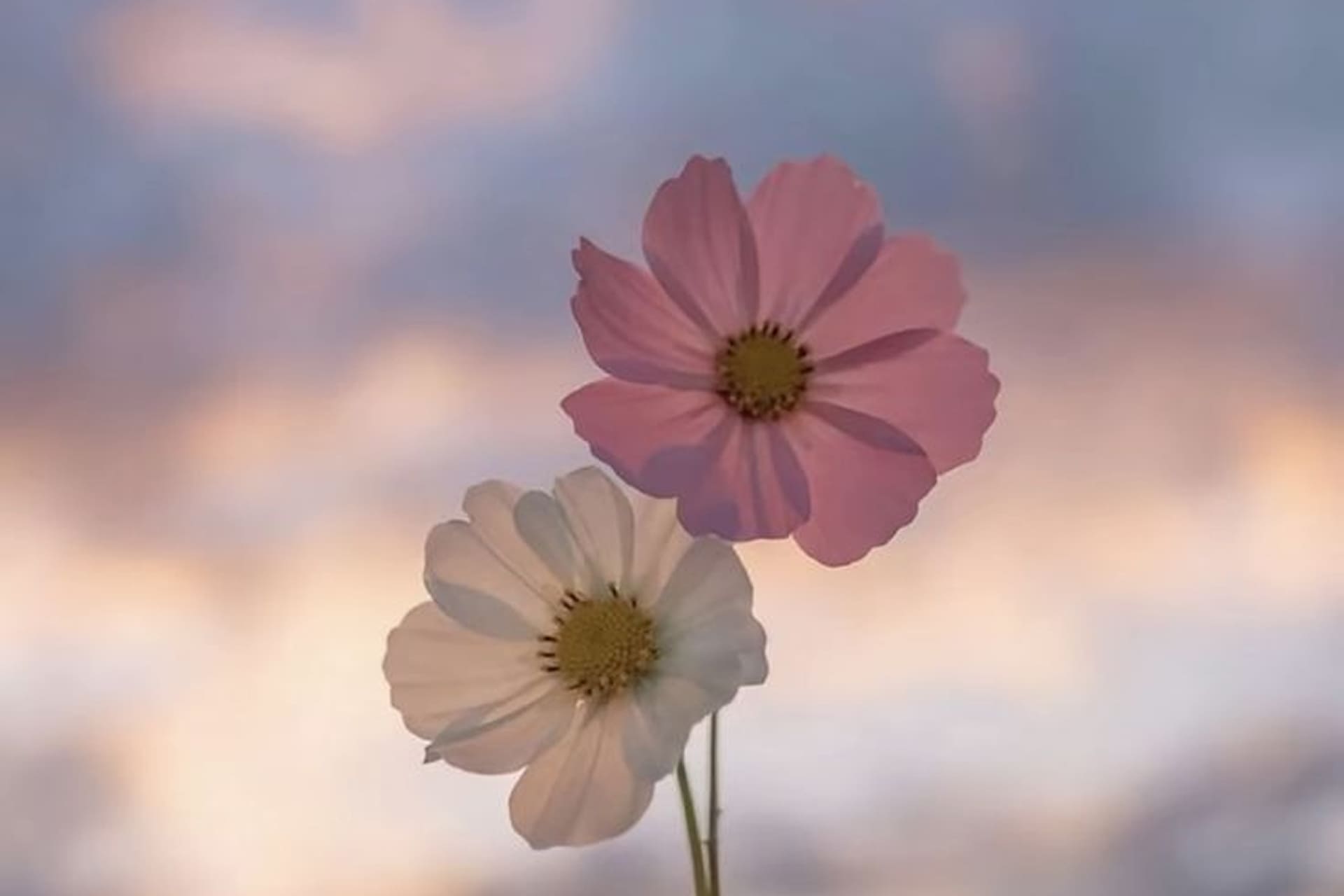 توضیحات تصویر